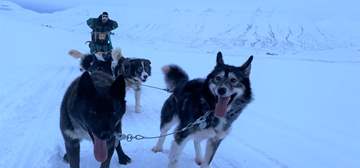 Svalbard Hundesledekjøring med fører_liggende.jpg
